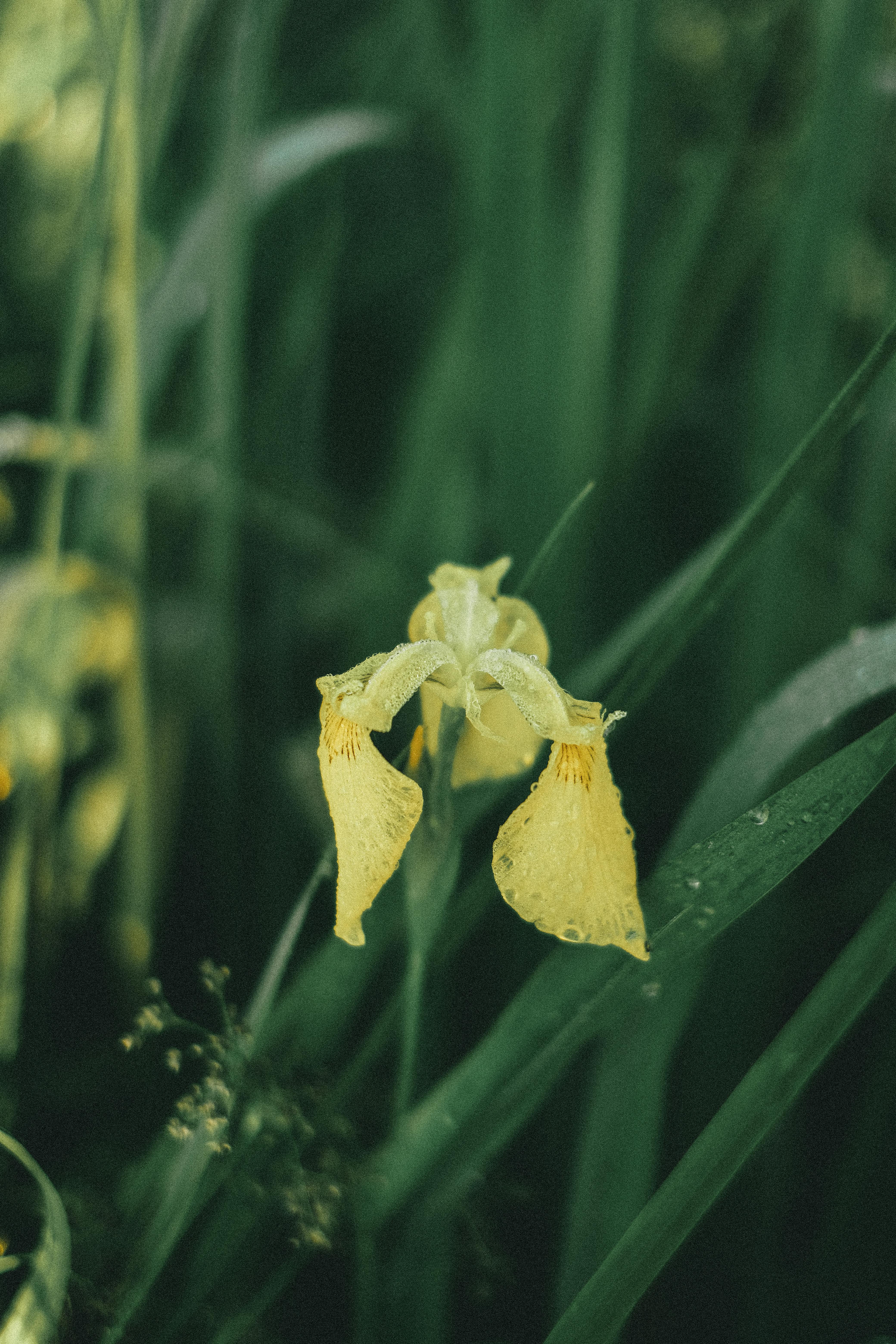 Yellow Iris Wilsonii flower in a lush green setting, showcasing detailed petals.