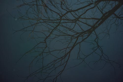 Fotos de stock gratuitas de árbol desnudo, árbol sin hojas, cielo azul