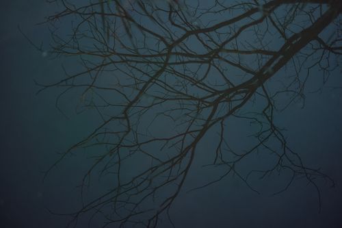 Free Silhouetted bare tree branches create an artistic scene against a dark blue night sky. Stock Photo