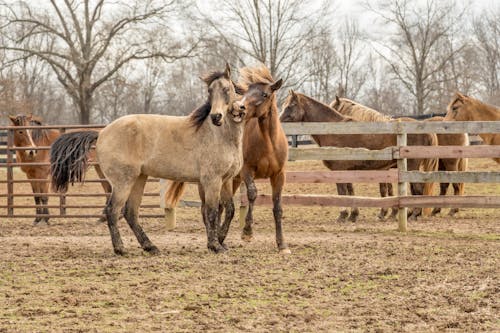Free Two Brown Horses Beside Wooden Fencee Stock Photo