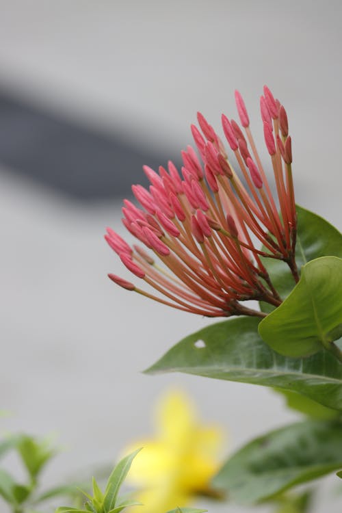 免费 丛林天竺葵, 垂直拍摄, 特写 的 免费素材图片 素材图片
