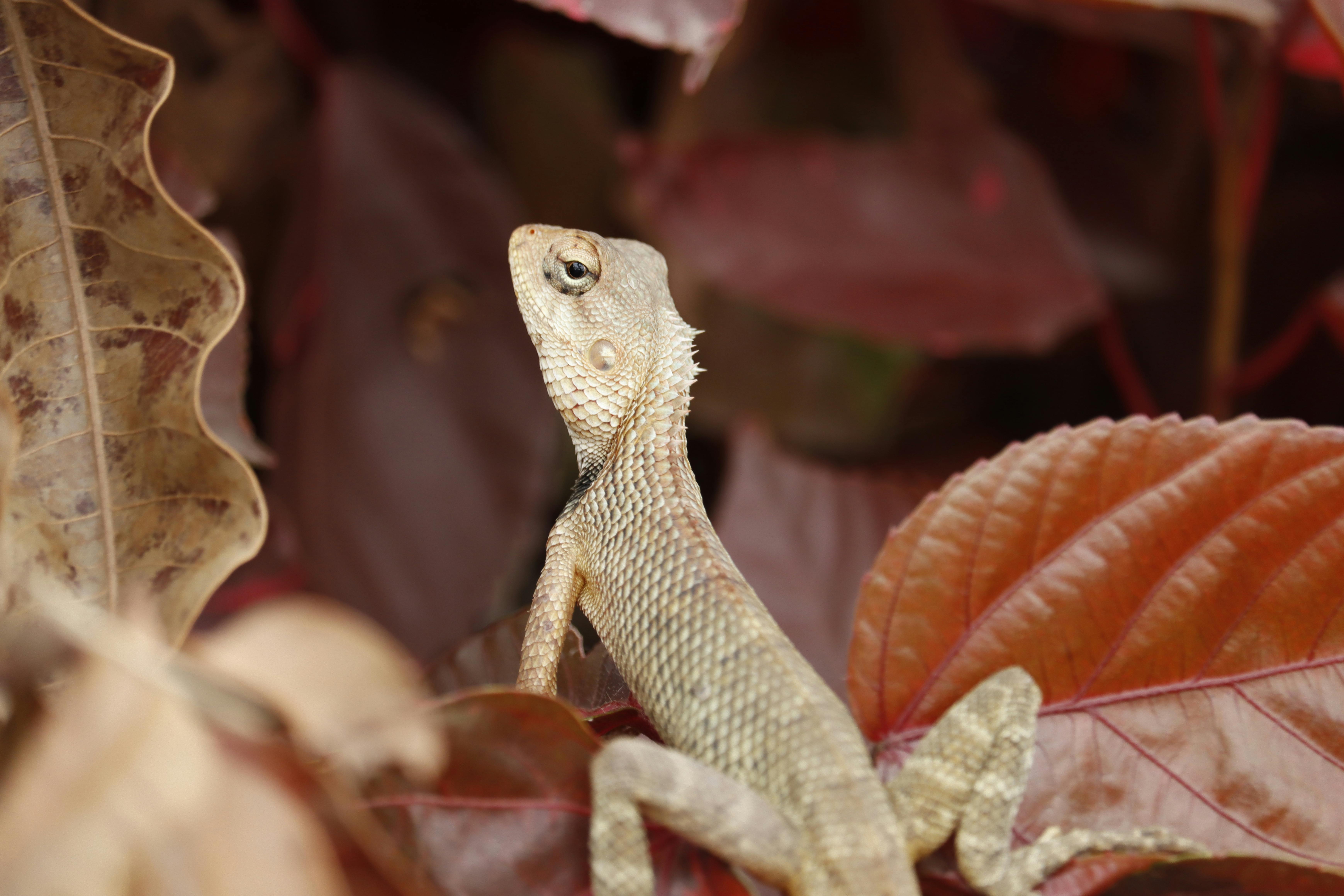 Close-Up Shot of Oriental Garden Lizard · Free Stock Photo Close-Up Shot of Oriental Garden Lizard · Free Stock Photo