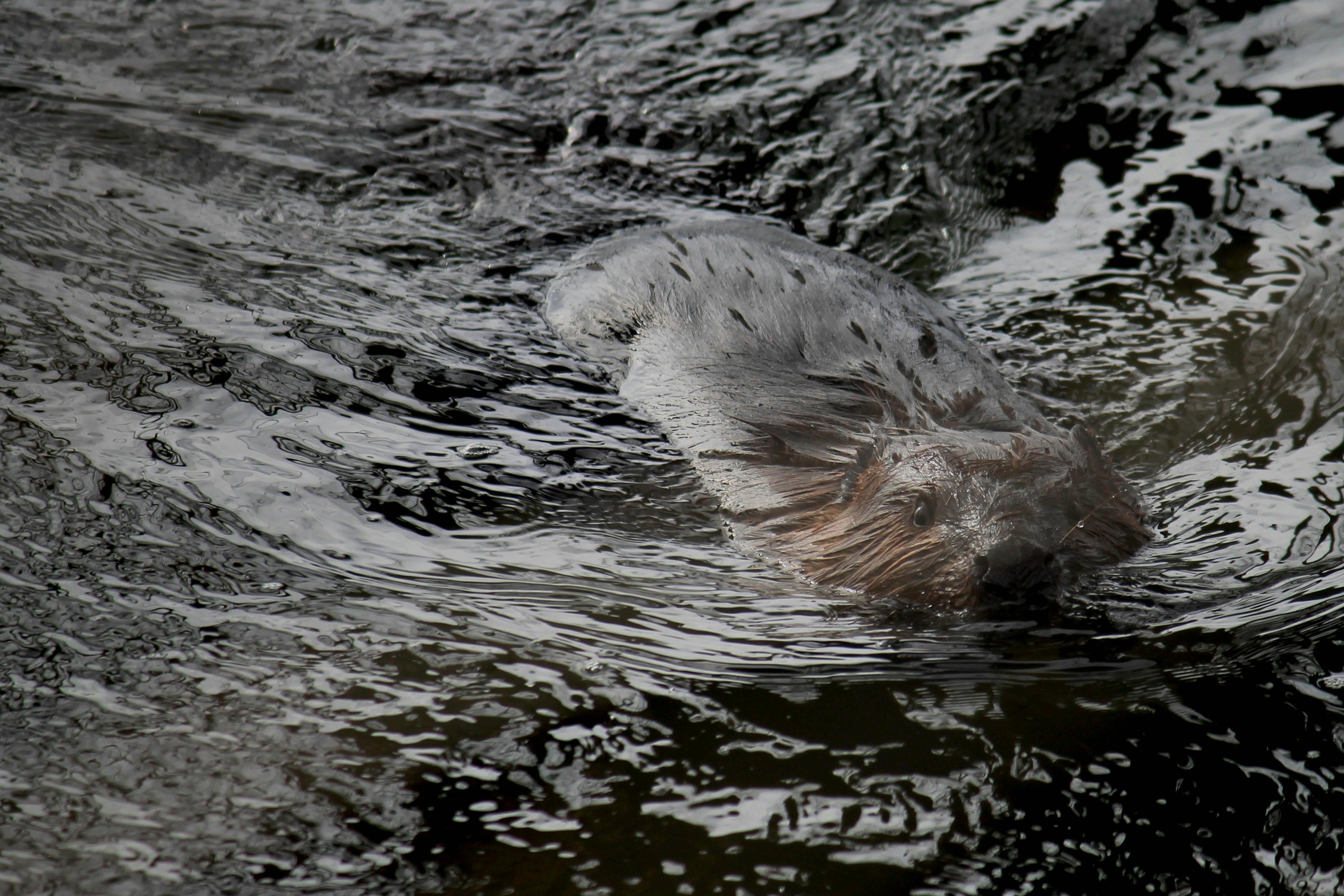 Free Stock Photo Of Beavers, Nature Photography