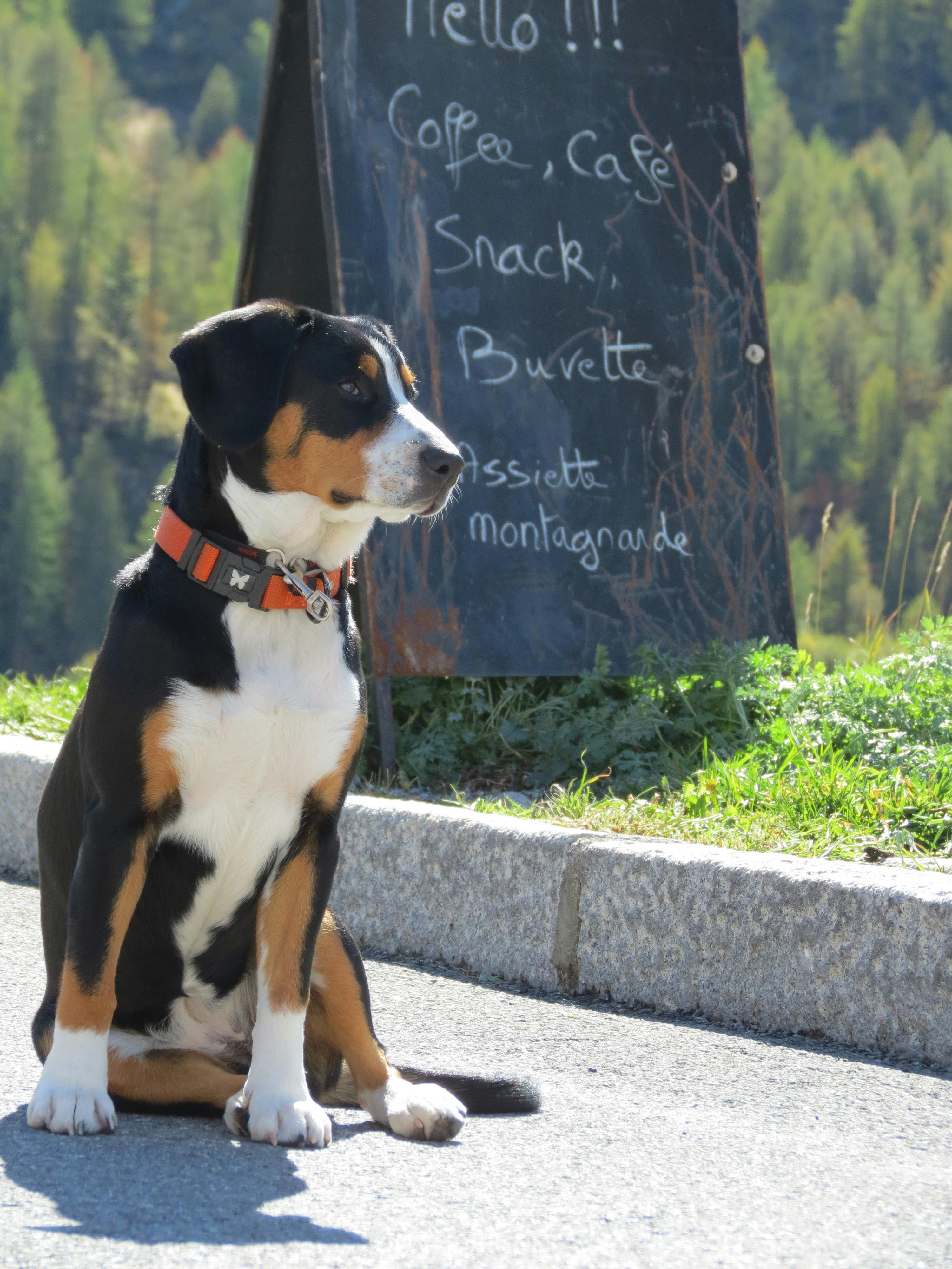 Free stock photo of coffee, dog, Dog beside caffe sign