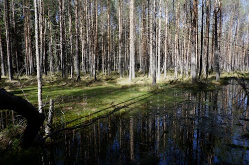 Gratis stockfoto met bomen, milieu, moeras