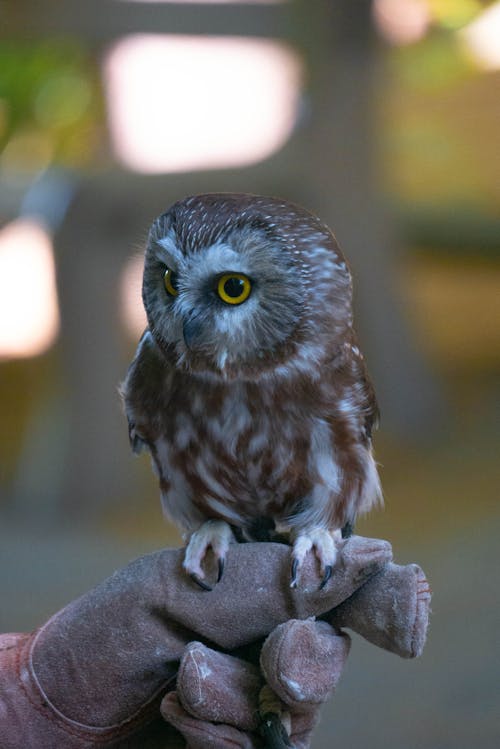 Imagine de stoc gratuită din a închide, animal, aviar