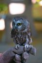 Saw-Whet Owl in Close-Up Photography