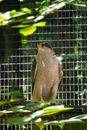Brown and White Bird on Black Metal Cage