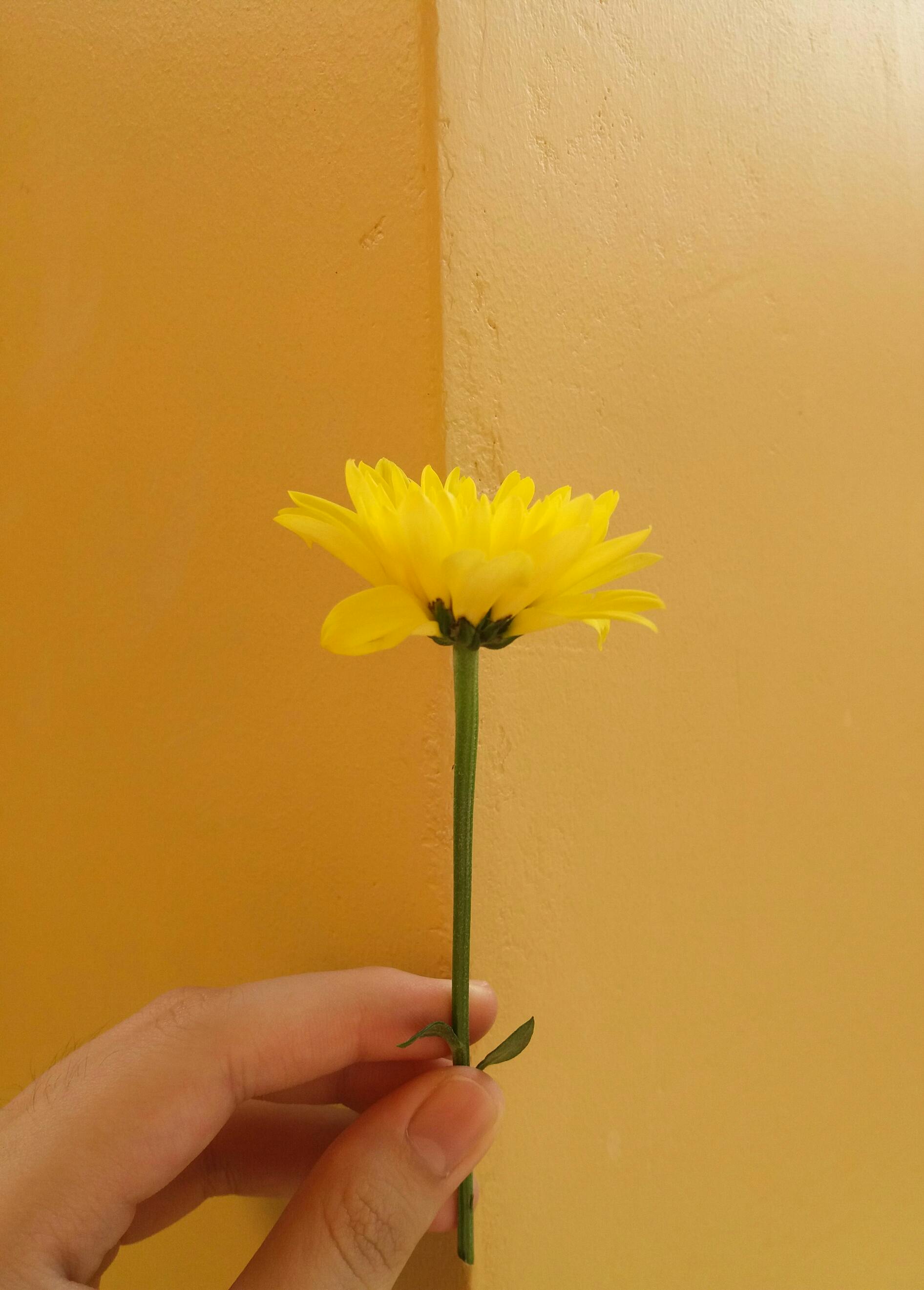 Free Stock Photo Of Chrysanthemum Flower Yellow