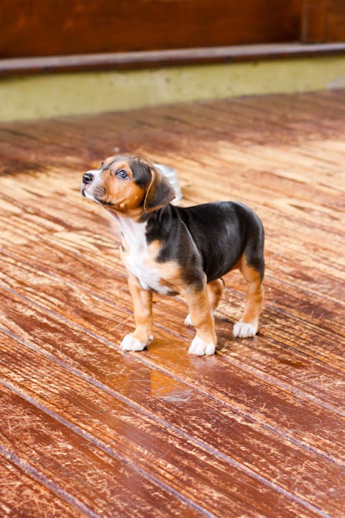 Free Tricolor Puppy on Brown Wooden Floor Stock Photo