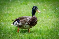 Brown and White Duck on Green Grass Field