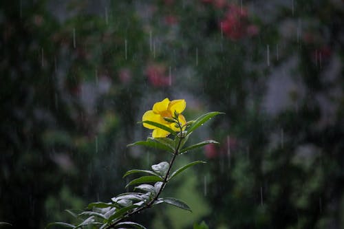 Free stock photo of beautiful nature, rainy day