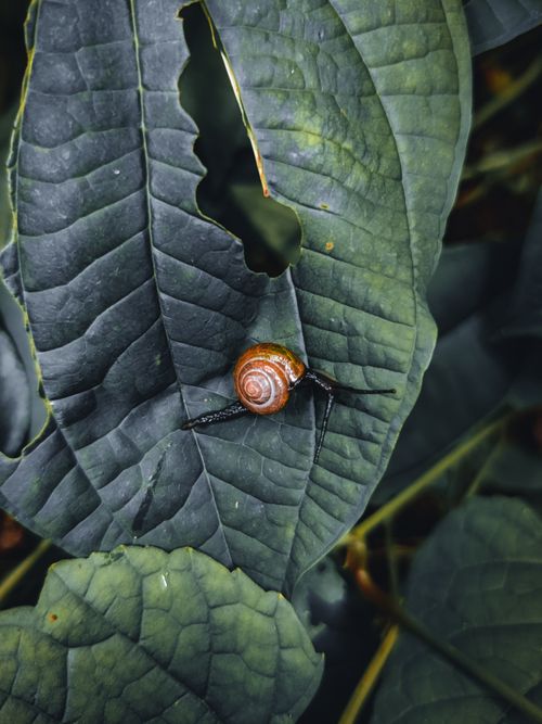 Free Close-up of a snail on a large green leaf, showcasing nature's intricate details. Stock Photo