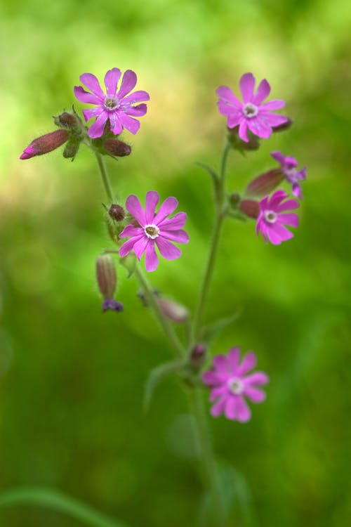 Pink Flower in Tilt Shift Lens