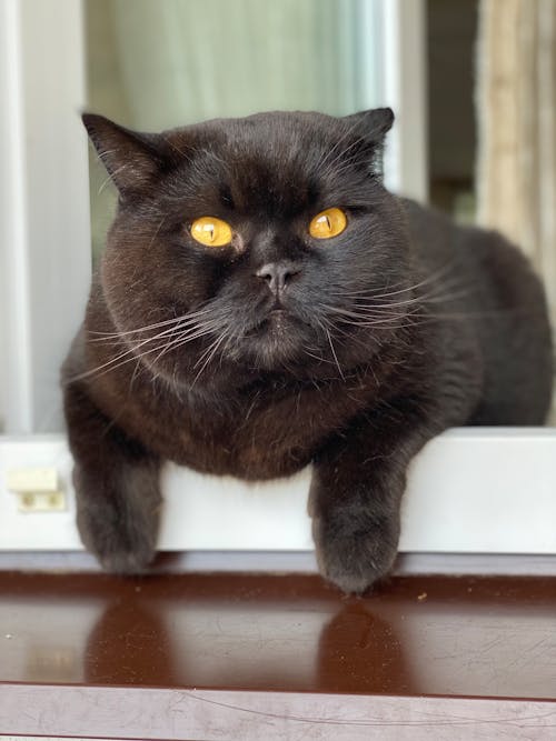 Δωρεάν στοκ φωτογραφιών με british shorthair, γάτος, ζώο Φωτογραφία από στοκ φωτογραφιών