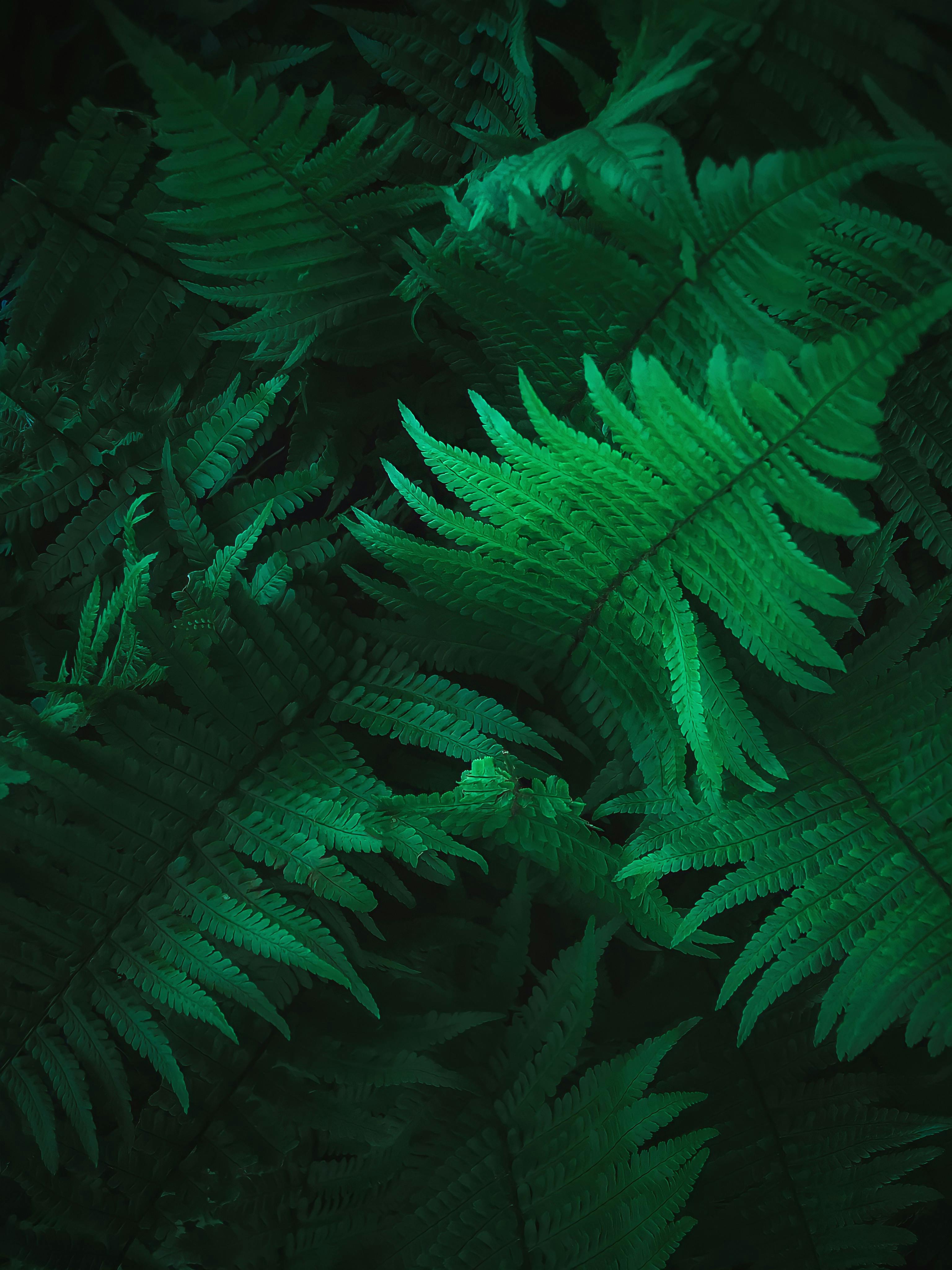 Green Fern Leaves In Close Up Photography · Free Stock Photo