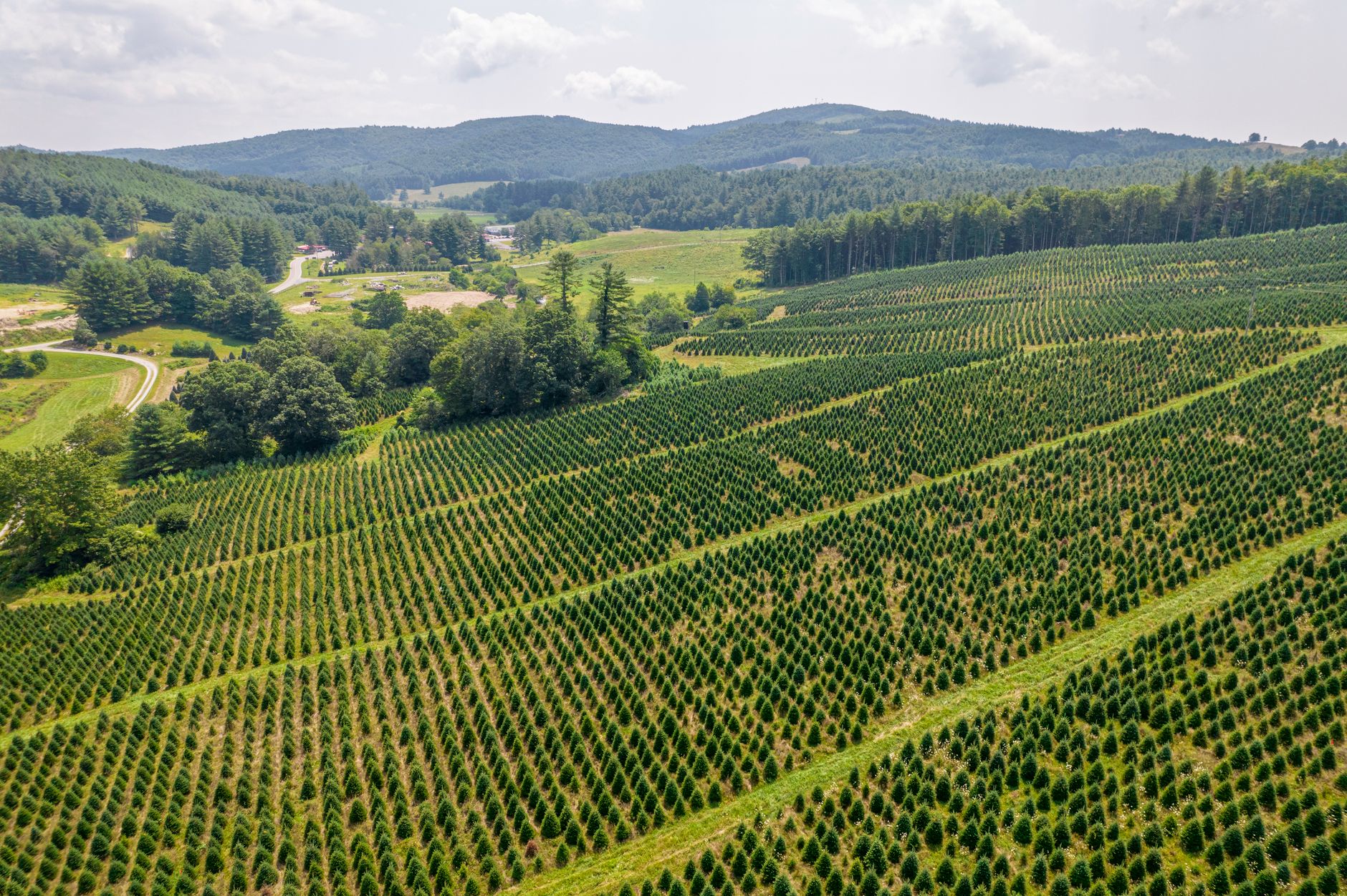 Stunning aerial view of a Christmas tree farm nestled in the North Carolina countryside, showcasing rows of evergreens.