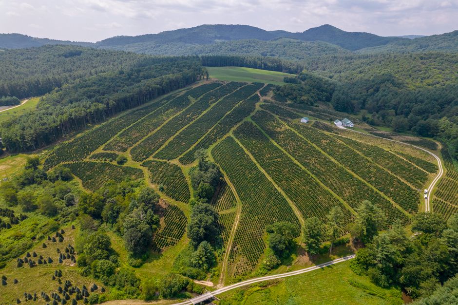 The 10 Best Christmas Tree Farms Near Ottawa