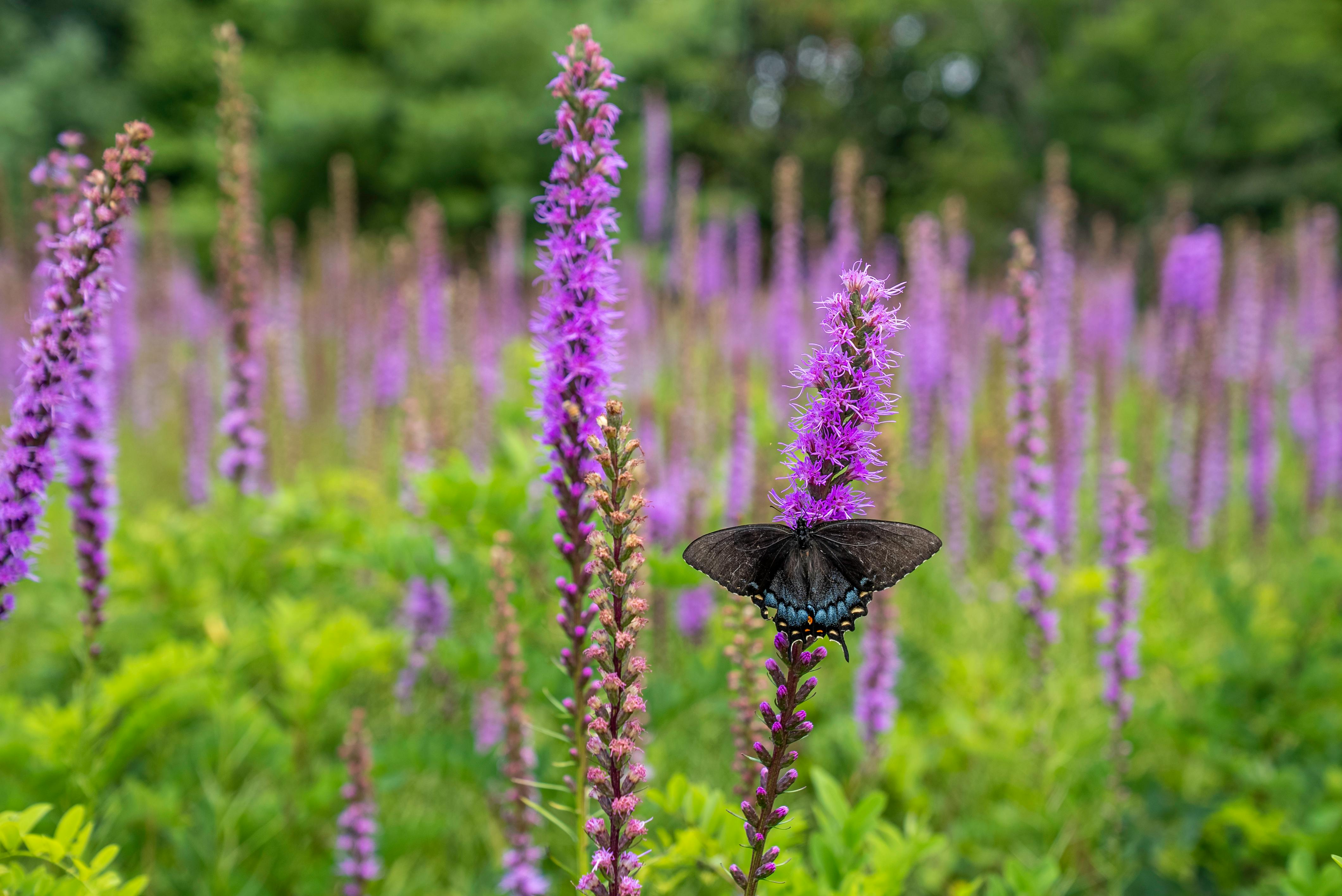 CloseUp Shot of a Black Butterfly Perched on a Lavender · Free Stock Photo