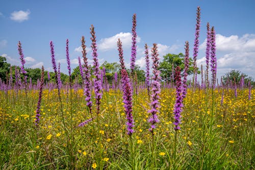 Безкоштовне стокове фото на тему «liatris ligulisstylis, гей -перо, дикий»