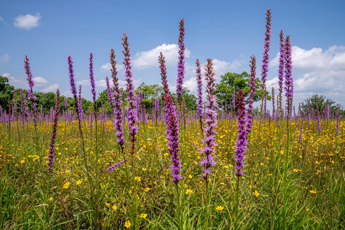 Planting Only Non-Native Species