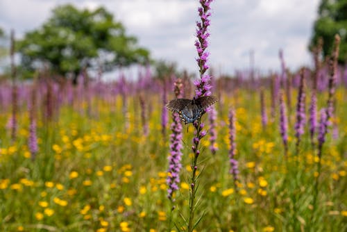 liatris ligulisstylis, ゲイフェザー, バタフライの無料の写真素材