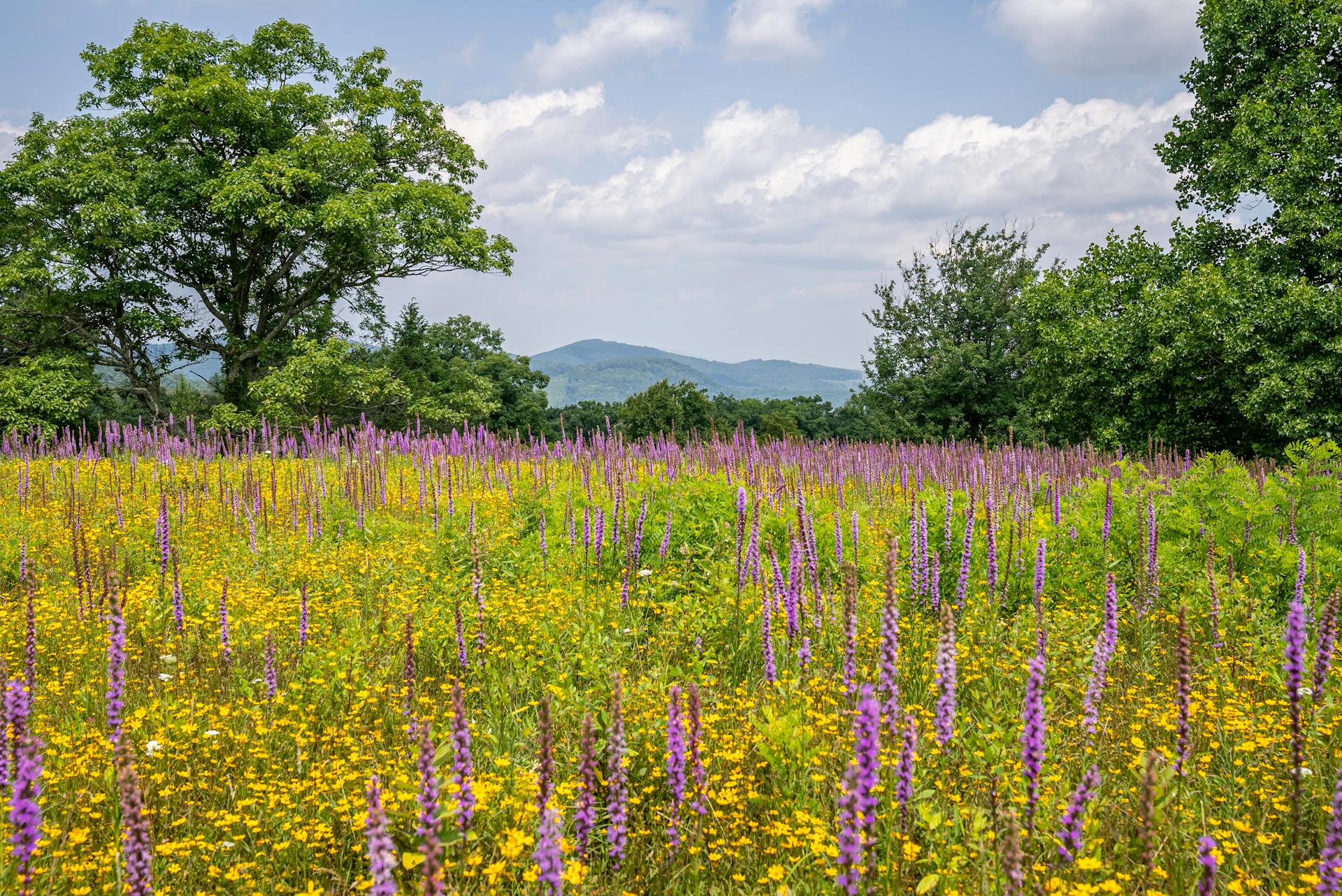 Blooming wildflower field in NC with vibrant colors under a bright sky.