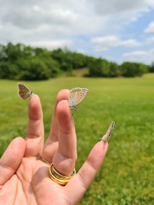 Free Small Butterflies Perched on A Person Fingers Stock Photo