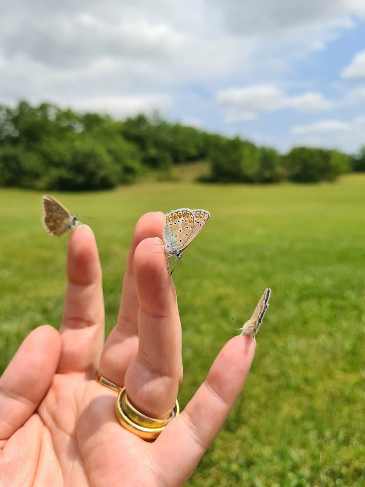 Small Butterflies Perched On A Person Fingers