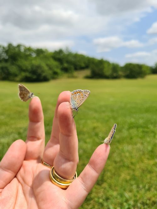 Free Close-up of three butterflies resting on a hand in a grassy field in Valprionde, France. Stock Photo