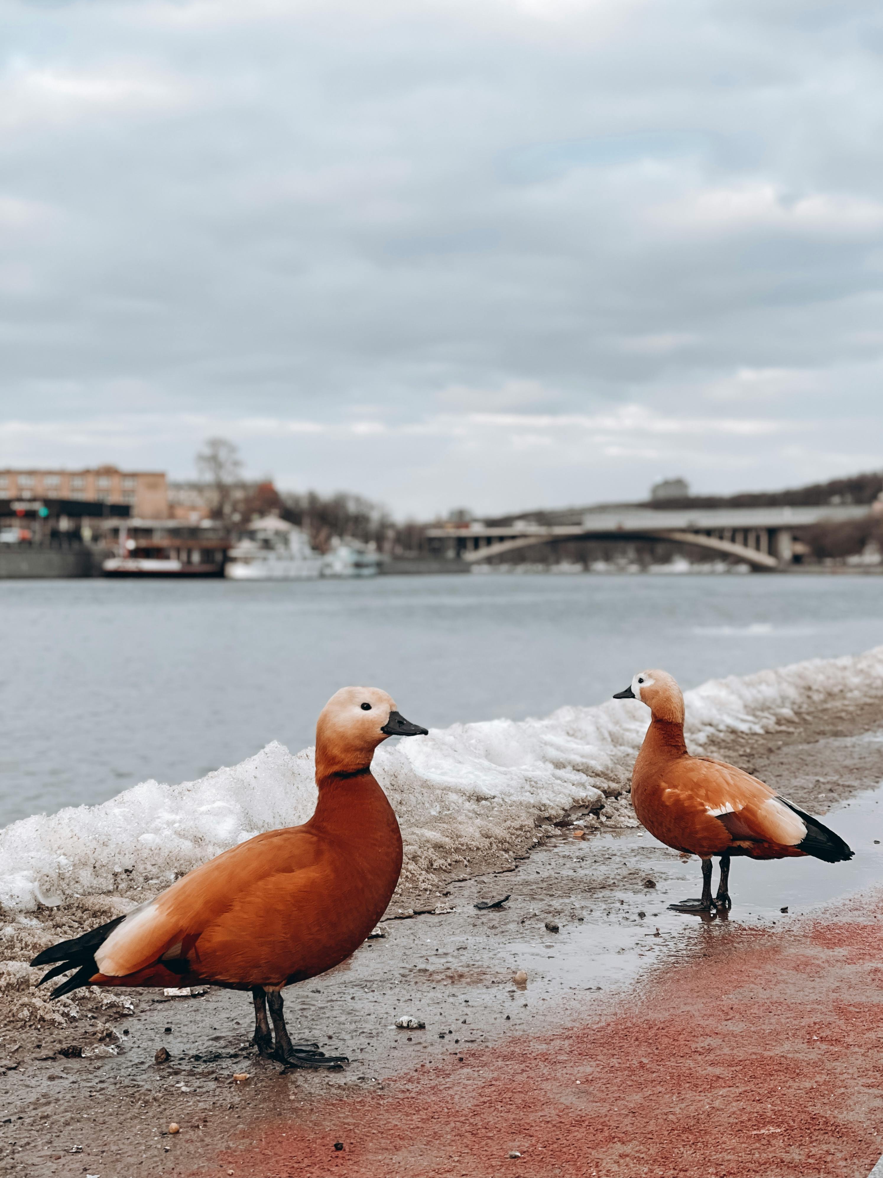 Two Brahminy ducks standing by a frosty riverbank during winter.