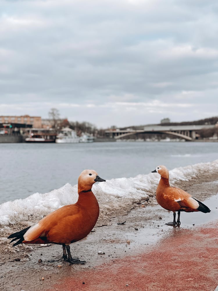 Two Ducks Near A Body Of Water 