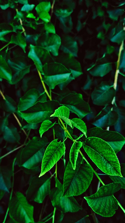 Free stock photo of дерево, заставка на телефон, зеленые листья