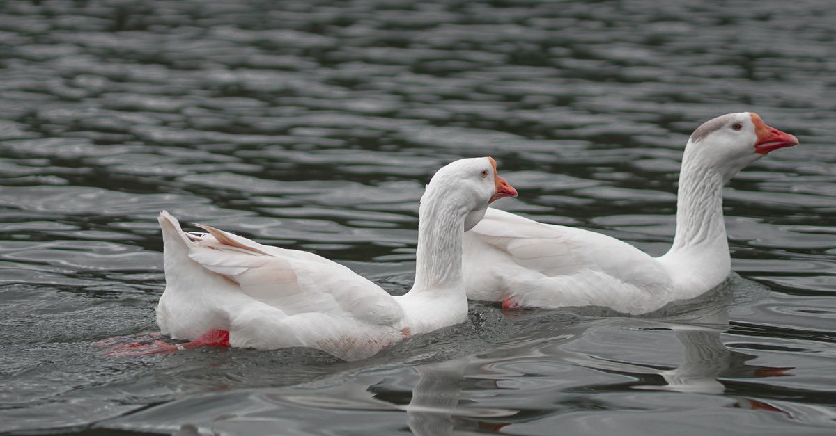 Geese In Water Geese Swimming in Water · Free Stock Photo