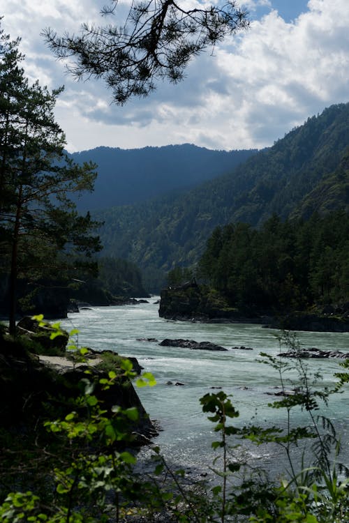 Green Trees Near Body of Water