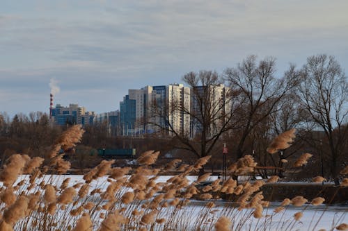 Бесплатное стоковое фото с безлистные деревья, берег реки, вода