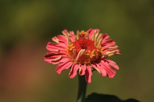 Free Vibrant close-up of a pink zinnia flower with detailed petals, captured in natural sunlight. Stock Photo