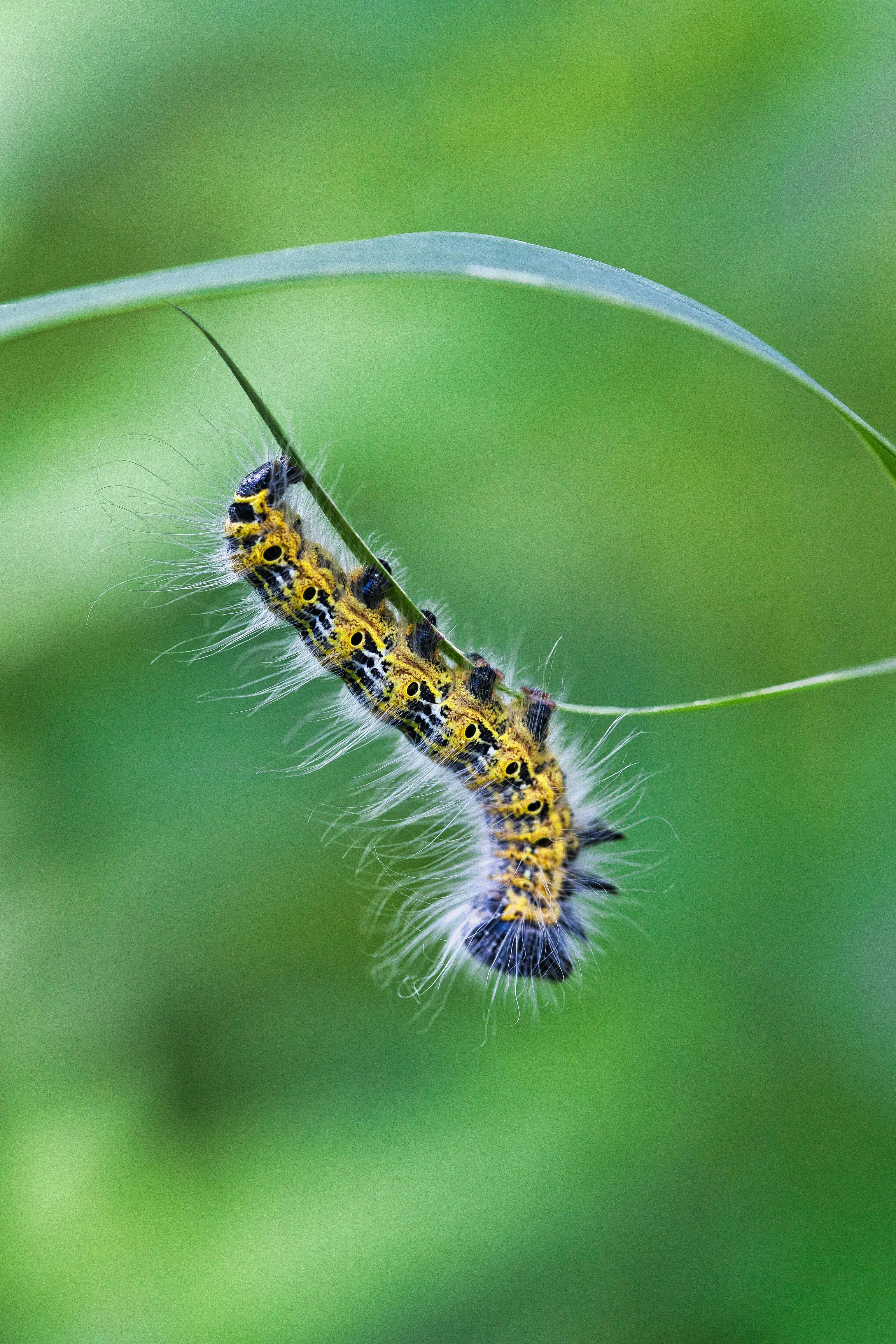 Caterpillar on Grass on Green Background · Free Stock Photo