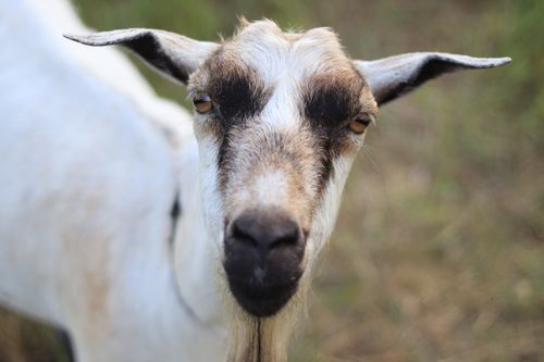 Free Close-up photo of a domestic goat with a blurred background, showcasing its unique features. Stock Photo
