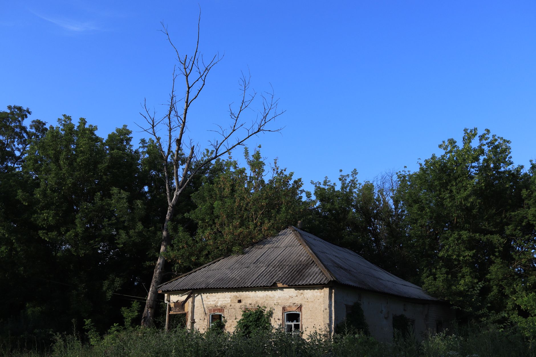 An abandoned house stands amidst lush green trees under a clear blue sky.