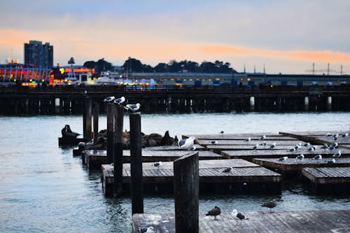 Free stock photo of pier, sea, seagull Stock Photo
