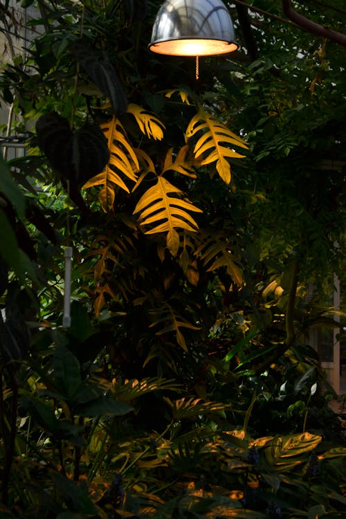Lamp Over a Monstera Plant Bush 