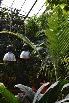 Assorted Plants in a Glasshouse 