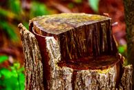 Tilt Shift Photo Of Log