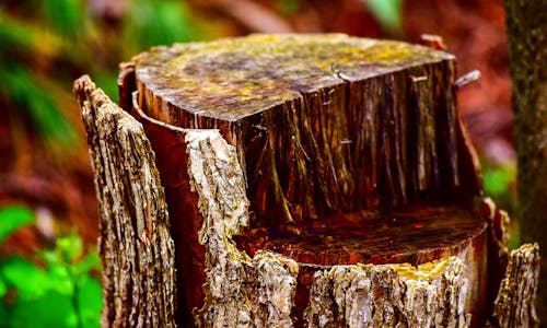 Tree stump grinding North York - professional stump grinding equipment in action
