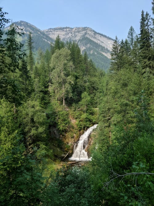 Ingyenes stockfotó áramló, erdő, fák témában