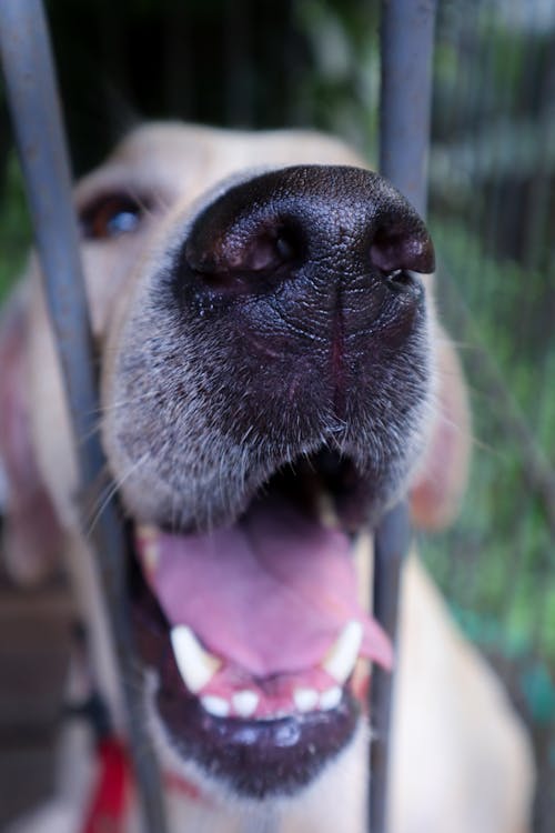 Free stock photo of labrador, labrador retriever