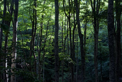Základová fotografie zdarma na téma fotografie přírody, les, příroda