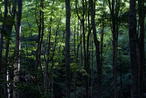 Free Sunlight filters through lush green trees in a peaceful forest in Sofia, Bulgaria. Stock Photo