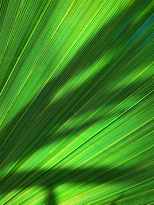 Free Detailed close-up of a vibrant green palm leaf showcasing natural patterns and textures. Stock Photo